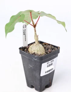 Rare liveSucculent Plant Ficus petiolaris Random Caudex Boutique Feature - Picture 1 of 4