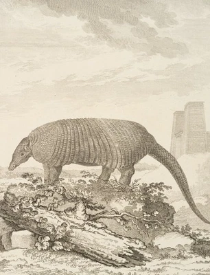 LEGRAND (*1723) nach SÈVE (*1742), Darstellung eines Schuppentiers, um 1770, KSt - Bild 1 von 4