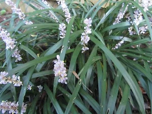 10+ plants Royal Purple Liriope ,Monkey grass,Lilyturf, Evergreen groundcover - Picture 1 of 9