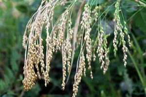 200 semillas vegetales ornamentales PROSO MILLET blanco común Panicum miliaceum hierba - Imagen 1 de 9