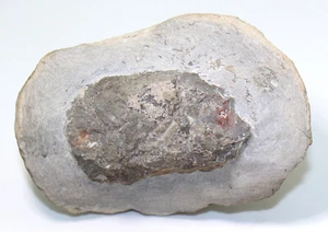 Krebs, Krabbe, Pemphix sueuri, Trias, Muschelkalk, Würzburg, Deutschland -eb6939 - Bild 1 von 7