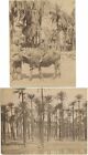Native man w child on bull Egypt and palm trees 2 antique albumen photos