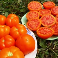 Tomato Seeds Zlatava orange tomatoes organic Ukraine 20 seeds D Farmer's idea
