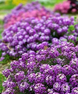 Sweet Alyssum PURPLE - 300 seeds - Lobularia Maritima - groundcover - Picture 1 of 6