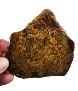 Grassy Mountain Petrified Wood Slab 98.3 grams. - Picture 1 of 2