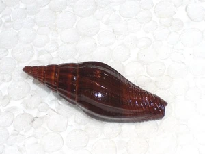 VEXILLUM VULPECULA SPECIAL DARK - Picture 1 of 2