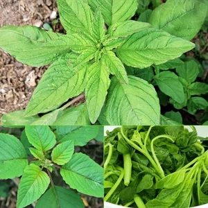 1,000,000+ Seeds - Amaranth Greens & Grain Organic Heirloom Non-GMO High Yield - Picture 1 of 3