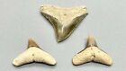 Three Very Nice  1", 0.77", 0.76" Fossil DUSKY Teeth - BONE VALLEY Group, FL