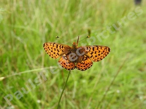 Butterfly Photo Picture In A4 Frame - Pearl bordered fritillary - Picture 1 of 2