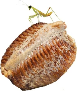 Carolina Praying Mantis Egg Case Natural Pest Control Produces Upto 200 Babies - Picture 1 of 6
