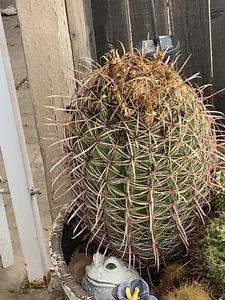 California Barrel Cactus 50+ seeds, Ferocactus Cylindraceus (Miner's Compass) - Picture 1 of 3