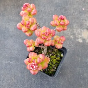 Sedum lucidum 'Obesum' ๐น cutting succulent 4cm diameter - Picture 1 of 4