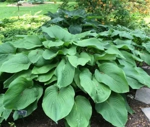 HOSTA T-REX - 1 x 2ltr pot plant - plantain, hardy large leaf tropical - Picture 1 of 6