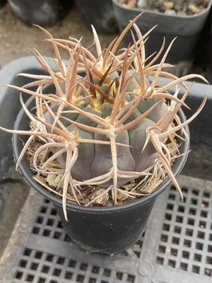 Gymnocalycium mazanense var RareCactus Succulent Plant seedgrowth  beautiful - Image 1 of 4