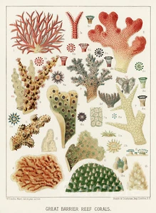 1893 GREAT BARRIER REEF CORALS A4 POSTER PRINT - Picture 1 of 1