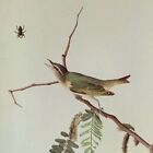 John James Audubon Birds RED-EYED VIREO Vintage Art Book Plate 180