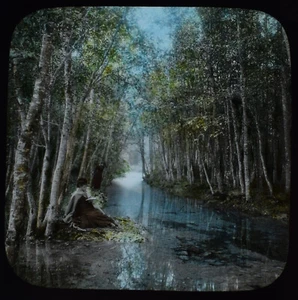 WOMAN IN WOODS NEAR GRINDELWALD SWITZERLAND C1910 Magic Lantern Slide PHOTO - Picture 1 of 3