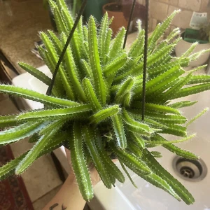 3 Dog Tail Cactus Aporocactus Flagelliformis Fresh Succulent Live Cuttings Easy - Picture 1 of 5