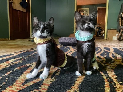 钩针编织 100% 棉猫 Cozies XS、S、M、L、XL — 第 1/4 张图片