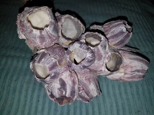 PURPLE BARNACLE CORAL CLUSTER SEA SHELLS  9" x 6"  1 lbs 11 ounce. - Picture 1 of 8