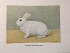 Geschenkidee Für Kaninchenzüchter - Alte Kunstdrucke Gerahmt - Kleine Rassen
