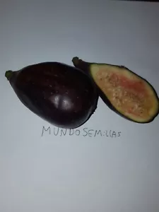 Fig - Ficus Carica - Fruit Edible 500 Seeds - Saatgut - Seeds Semi - Picture 1 of 1