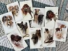 Bundle job lot of 10 Arthur Waddle dog  postcards - artist signed 