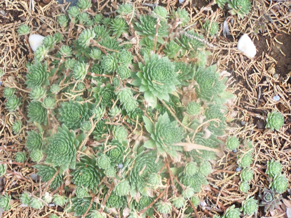 Organic Hen & Chicks succulent plant Seeds  - 200 Count  - Image 1 of 1