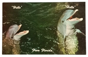 Miami Seaquarium Porpoises Dolphins Hello Florida FL UNP Koppel Postcard c1970s - Picture 1 of 2