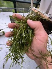 !SALE! Guppy Grass; Buy 2 Get One Added For Free! Healthy Handful Portion!
