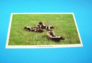 Skunks "A Bunch Of Stinkers" Hayes Arboretum Richmond, Indiana Vintage - Picture 1 of 2