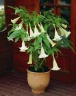 20 Seeds White Moon Angel Trumpet Datura Metel Ornamental Flowers Herb Gardening