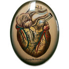 Anatomical Heart Illustration Glass Cameo Cabochon Jewelry Supplies Vintage Oval