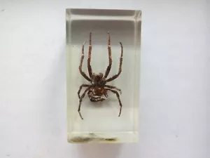 Vintage tarantula spider in epoxy resin, Taxidermy insect Spider cross - Picture 1 of 8