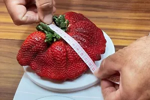 RIESIGE ERDBEERSAMEN ÜBER 12 cm, 50 AUSGEWÄHLTE SAMEN + GRATIS - Bild 1 von 3