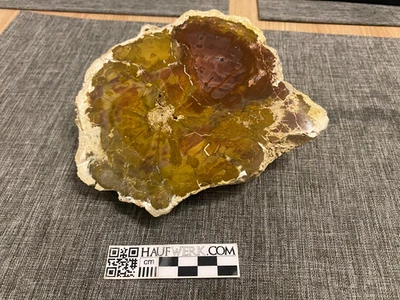 Fossiles Holz Araucaria aus Patagonien - Bild 1 von 4