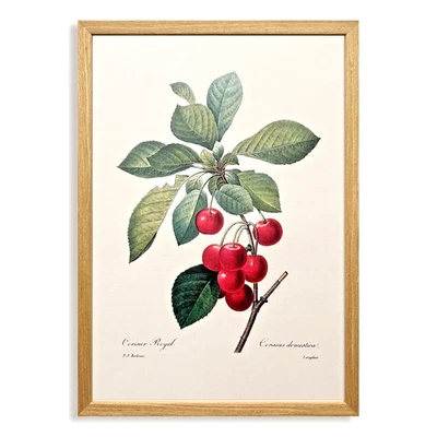 Redouté Botanical Art Print — Professionally Framed — From Taschen Edition - Image 1 of 3
