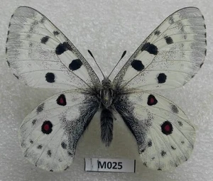 Parnassius ap transiliensis X parnassius tianshanicus gibrid molto nise! M025 - Foto 1 di 2