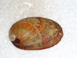 HALIOTIS DIVERSICOLOR UNIQUE PATTERN - Picture 1 of 2