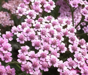 YARROW ROSE CERISE QUEEN Achillea Millefolium - 1,000 Bulk Seeds - Picture 1 of 1