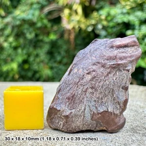 Authentic theropod dinosaur claw fossil (undescribed) cretaceous tiouraren - Picture 1 of 2