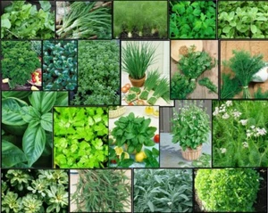 HERB Garden Lot ~ 20 Varieties ~ Over 4,435 FRESH Seeds ~ Non GMO -- Lot 3 - Picture 1 of 2