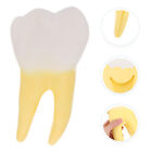  Molar Model for Dentist Plastic Teaching Tool Human Body Denture