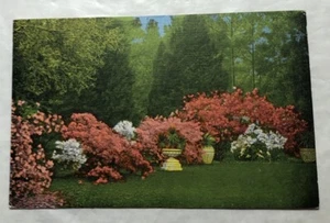 Azaleas In Beautiful Middleton Gardens, Charleston, S.C. Postcard (B3) - Picture 1 of 2