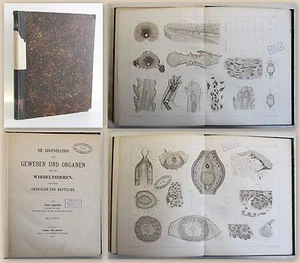 Fraisse Die Regeneration von Geweben & Organen bei Wirbeltieren 1885 Biologie xz - Bild 1 von 1