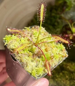 Cape Sundew w/ Live Moss Topper (Drosera Capensis) LIVE POTTED CARNIVOROUS PLANT - Picture 1 of 5