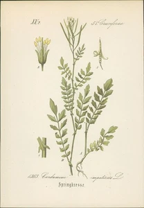 Chromolithographie : Springkresse. Spring-Schaumkraut. Cardamine impatiens L. Cr - Picture 1 of 1