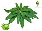 Dried Ceylon Original Pure MANGO Leaf (25 leaf)
