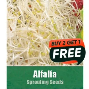 Vegetable Seeds Alfalfa -1240 Seeds Garden Finest Seed Salad Herbs - Picture 1 of 2