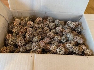 500 Sweet Gum Tree (Liquidambar) Spiked Ball Pods, Dried Crafts & Oak Colored - Picture 1 of 9